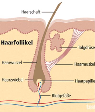 Haarschaft